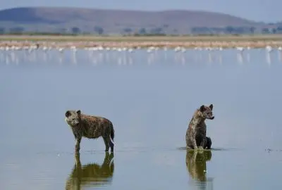 Two hyenas wading through a shallow lake with flamingos beyond