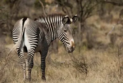 Two zebras standing head to tail in the shade