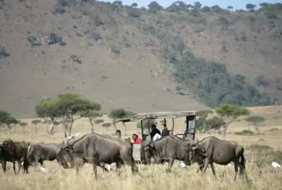 Safari vehicle among wildebeest below the Mara escarpment