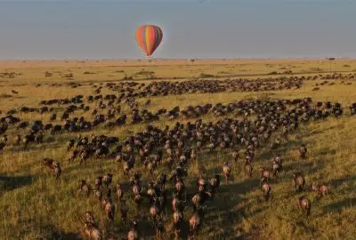 Hot air balloon drifting above the wildebeest migration at first light
