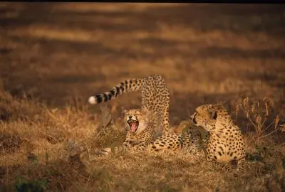 Cheetah and cub resting in golden grass at dawn