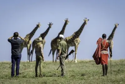 Guests and Maasai guides watching a line of giraffe on the Mara plains