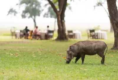 Warthog grazing past guests taking breakfast under the trees