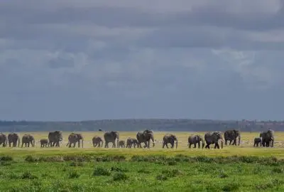A long line of elephants crossing the Amboseli plains