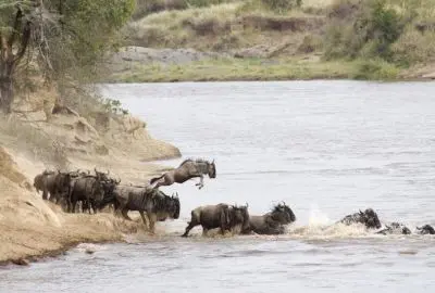 Wildebeest plunging into the Mara River on the migration crossing
