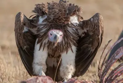 A vulture with its wings spread wide over the grass