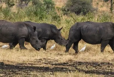 Two white rhino facing each other in the dry grass of Meru National Park