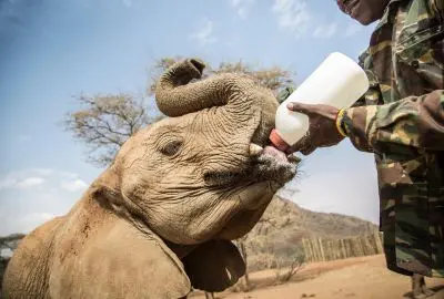 Keeper bottle-feeding an orphaned elephant calf at a sanctuary