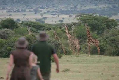 Two guests on a walking safari watching giraffes across the grassland