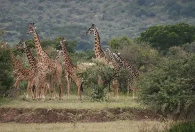 Tower of giraffes browsing thick green bush