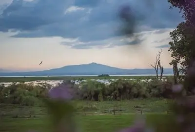 Mt. Longonot rising beyond the reed beds of Lake Naivasha at dusk