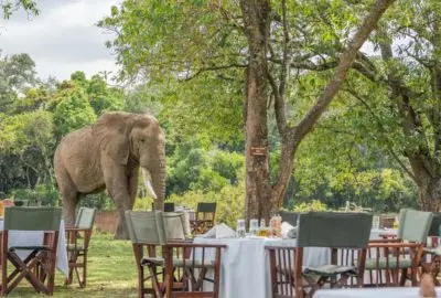 Elephant browsing beside a laid bush breakfast table in camp
