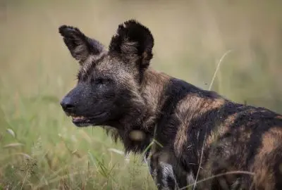 African wild dog standing in long grass at Loisaba Conservancy