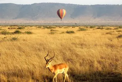 Impala in golden grass with a hot air balloon drifting over the Mara escarpment
