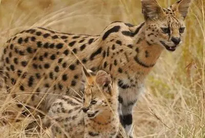 Serval and its kitten standing in tall grass
