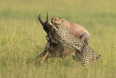 A cheetah bringing down a gazelle in long golden grass