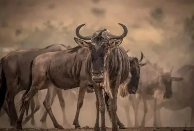 A wildebeest standing in the dust of the moving herd