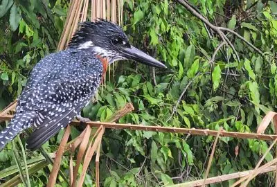Giant kingfisher perched among green riverside foliage in Meru