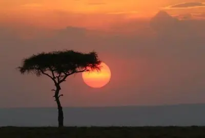 Acacia framing the setting sun over the Masai Mara