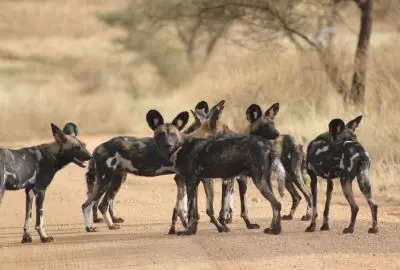 Pack of African wild dogs crossing a sandy track