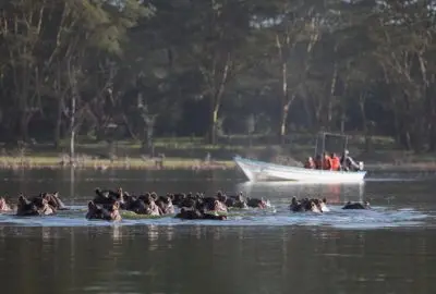 Small boat of guests drifting past a pod of hippos on Lake Naivasha