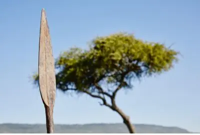 Maasai spear blade silhouetted beside a wind-bent acacia