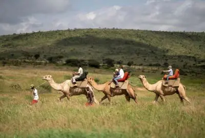 Camel trekking party walking across the Loisaba plains with a guide on foot