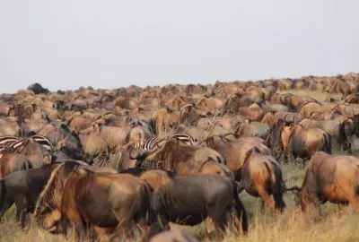 Dense herd of wildebeest massed on the Masai Mara during the migration