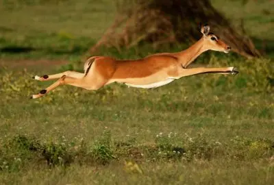 Impala leaping across the grass in mid-air