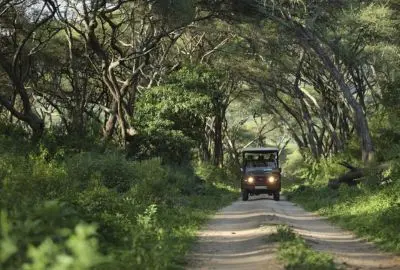 A safari vehicle on a forest track beneath an arch of fig trees