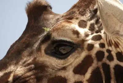 Close-up of a giraffe’s eye and patterned coat