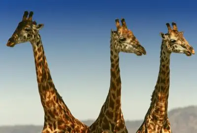 Three giraffes with necks raised against a pale sky