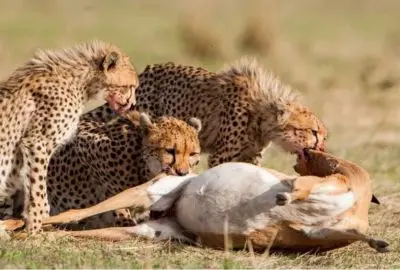 Cheetahs feeding on a kill in the open savannah