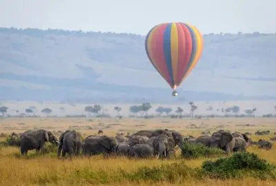 A hot air balloon drifting over a herd of buffalo on the Mara plains