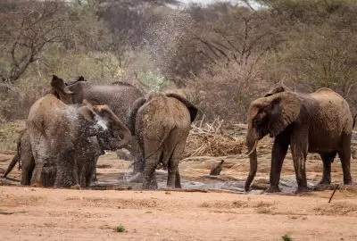 Herd of elephants dust-bathing at a waterhole