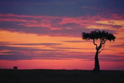 Lone acacia silhouetted against a crimson Mara sunset