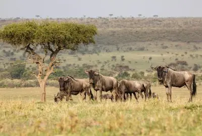 Wildebeest grazing beneath a broad acacia on the Mara plains