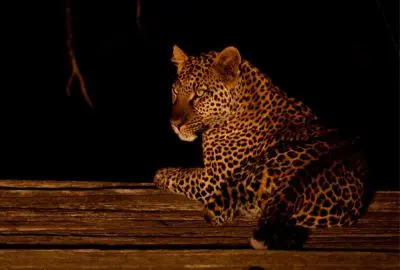 Leopard resting on a branch, caught in the lamp of a night game drive