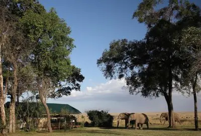 Elephants grazing on the plain beyond the camp’s canvas tents