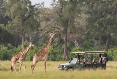 Two giraffe passing an open safari vehicle in riverine woodland