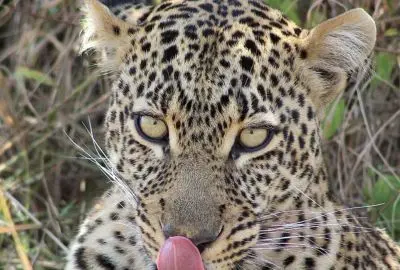 Close-up of a leopard licking its nose in the Masai Mara
