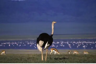 An ostrich striding past a lake turned pink with flamingos