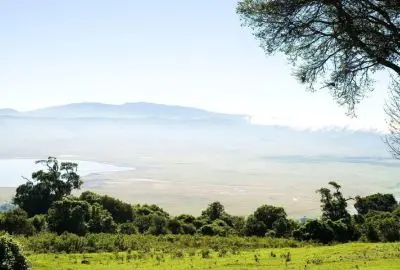 Acacia branches framing the endless green Serengeti plain