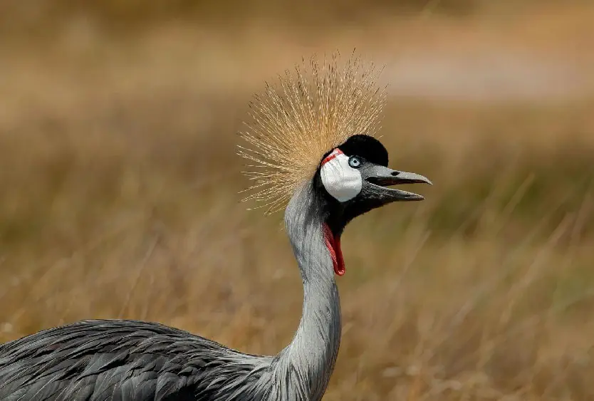 Grey crowned crane calling in golden grassland