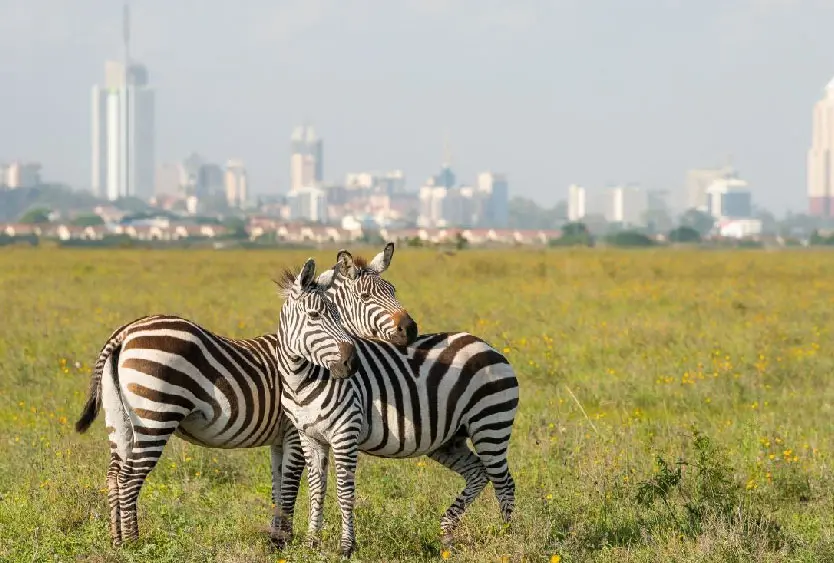 Two zebras grazing in Nairobi National Park with the city skyline behind them