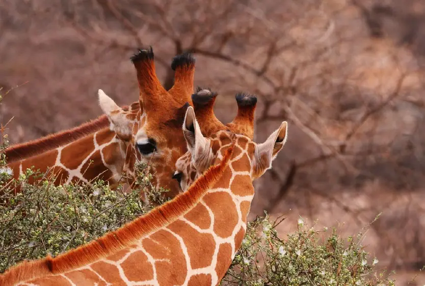 Reticulated giraffes browsing acacia scrub in Samburu