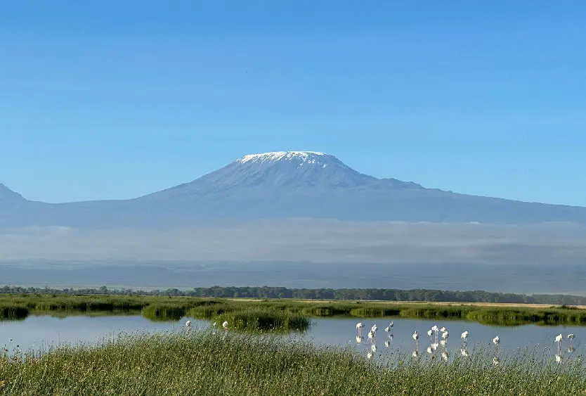 Snow-capped Mount Kilimanjaro rising above an Amboseli swamp