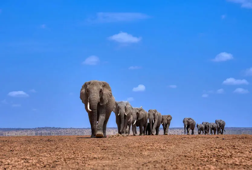 Herd of elephants walking in single file across the Amboseli plains