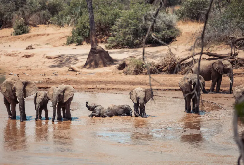Elephants bathing in the shallow river below Soroi Samburu