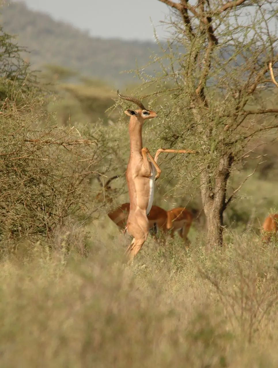 A gerenuk standing on its hind legs to browse an acacia in Samburu